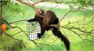 Fishers, Fierce Predators, Make a Home in the Suburbs - NYTimes.