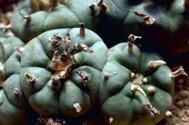 Filed under Drug Addiction and Abuse Leave a Comment. Peyote Cactus 