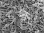 <b>Mycobacterium leprae</b>