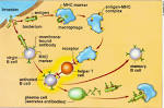 o entre <b>inmunidad</b> humoral