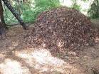 Growing Blewitt Mushrooms in the Backyard Garden — Veggie ...