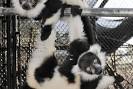 Duke University Lemur Center: Durham Attractions Review - 10Best ...