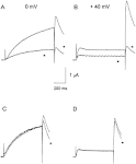 HERG, a Primary Human Ventricular Target of the Nonsedating