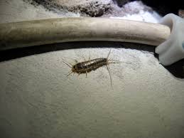 Silverfish
