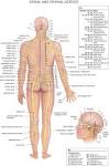 Human Body - Human Anatomy - Human Nerve System. Types of Nerves ...