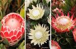 Fynbos | Nature on the Edge