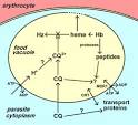 Mechanisms of drug action and resistance