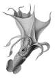 Histioteuthis bonnellii - Wikipedia, the free encyclopedia