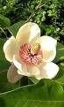 <b>Magnolia</b>