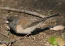 Dark-eyed Junco, Junco hyemalis