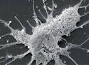 Tumor Secrets Written in Blood   ScienceNOW