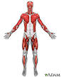 Anatomy: MedlinePlus