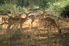 Impala African mammal public - via Daymix