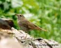 Hermit Thrush