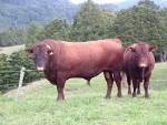 Two BULLS Pictures and Images