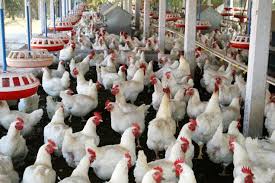  What You Should Know About The Breeding Of Chicken And Poultry