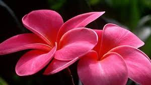 Mensagens Com Amor. Frases e mensagens de amor que falam por ...