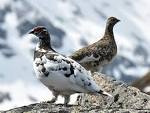 File:Rock Ptarmigan (Lagopus Muta).jpg - Wikipedia, the free ...