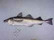 Alaska pollock - Wikipedia, the free encyclopedia