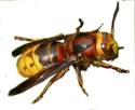 Hornets: Larger and less