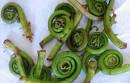 10 Great Fresh Spring Vegetables - Fiddlehead Ferns