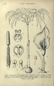 Image result for Amorphophallus gratus