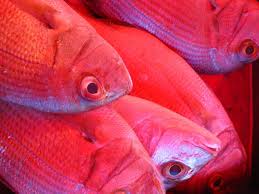 Fischmarkt in Marsaxlokk, Malta - Bild \u0026amp; Foto von Tina von Engel ... - 2330892