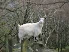 near to Llanberis, Gwynedd, Great Britain. The comedian of the flock - via Daymix