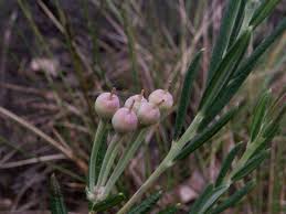 Attēlu rezultāti vaicājumam “Andromeda polifolia fruit”