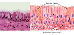 Exercise 4: Epithelium