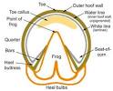 Hoof shape