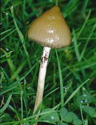 images?q=tbn:ANd9GcT1ECv1Ph9ByNy6NYUmOt6VDdwtPLOSb-wmAR34tXPLcAv1Xeishw