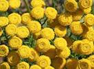 Flowers of the Tansy plant - via Daymix