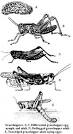 Grasshoppers