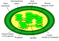 300px-Chloroplast_diagram.svg.png