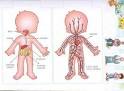 picture of Cuerpo humano Sistema digestivo y circulatorio para ni os images wallpaper