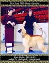 Afghan Hound showdogs Samson's photos links puppies AFGHAN HOUNDS ...