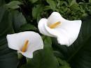 world's most beautiful flower