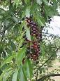 Prunus serotina - Wikipedia, the free encyclopedia