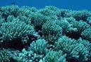 NOAA National Ocean Service Education: Corals