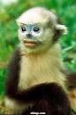 Monkey iPhone Wallpaper Monkey