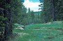 The Boreal Forest Biome