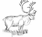 Caribou coloring page