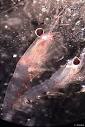 Krill, Euphausia superba at MarineBio.