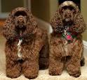 A Basic Introduction To The Cocker Spaniel