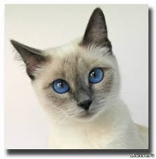 http://t1.gstatic.com/images?q=tbn:ANd9GcT2SdkMZiDjA1QS291GFQ_lsTDDbebktkq-2rc3c7dJrnGYMxYp