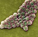 Bioquell - Solutions - Acinetobacter outbreak