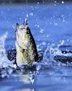 Bass Fishing Tips and More! » Blog Archive » The Fantastic Bass ...