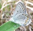 DNR - Karner Blue Butterfly (Lycaeides melissa samuelis)