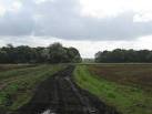 TL6897 : Black as the ace of spades! near to Wretton, Norfolk, Great Britain - via Daymix